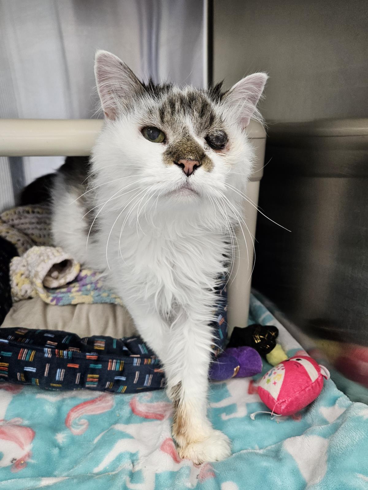 adoptable Cat in Front Royal, VA named Gehrman