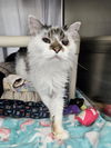 adoptable Cat in  named Gehrman