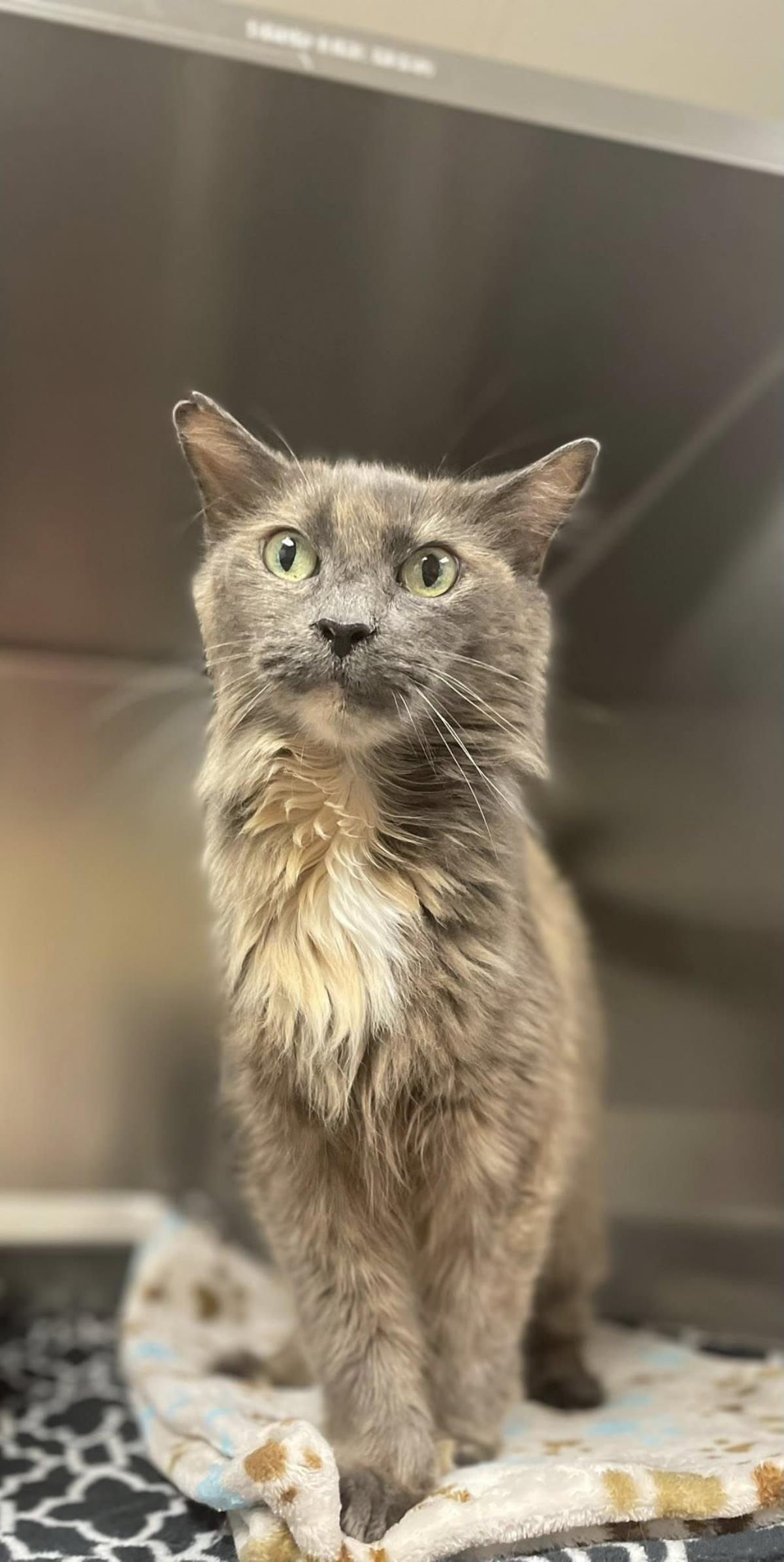 adoptable Cat in Front Royal, VA named Misha
