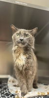 adoptable Cat in  named Misha