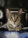 adoptable Cat in , VA named Ducky Isopod
