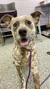 adoptable Dog in , VA named Finn