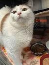 adoptable Cat in , VA named Cream