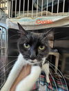 adoptable Cat in , VA named Cookie