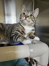 adoptable Cat in front royal, VA named Heka