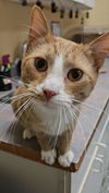 adoptable Cat in , VA named Cosmo