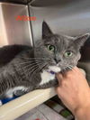 adoptable Cat in , VA named Willow