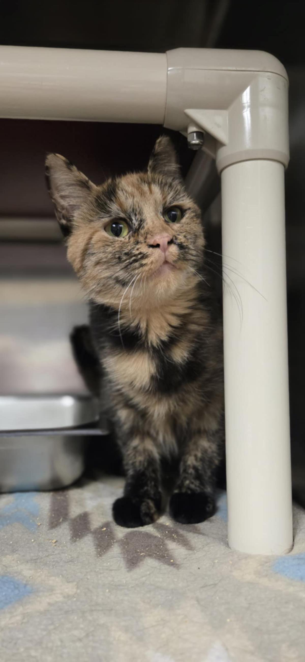 adoptable Cat in Front Royal, VA named Mila