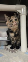 adoptable Cat in front royal, VA named Mila