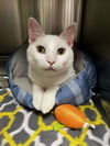 adoptable Cat in , VA named Charlie