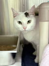 adoptable Cat in , VA named Sally