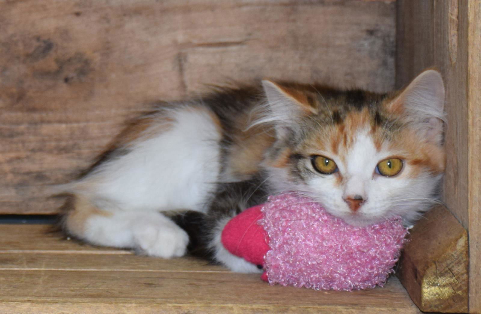 adoptable Cat in Front Royal, VA named Amber