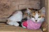 adoptable Cat in  named Amber