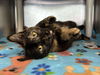 adoptable Cat in  named Cinnamon