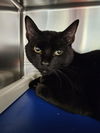 adoptable Cat in , VA named Dry Martini