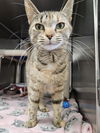 adoptable Cat in front royal, VA named Mimosa