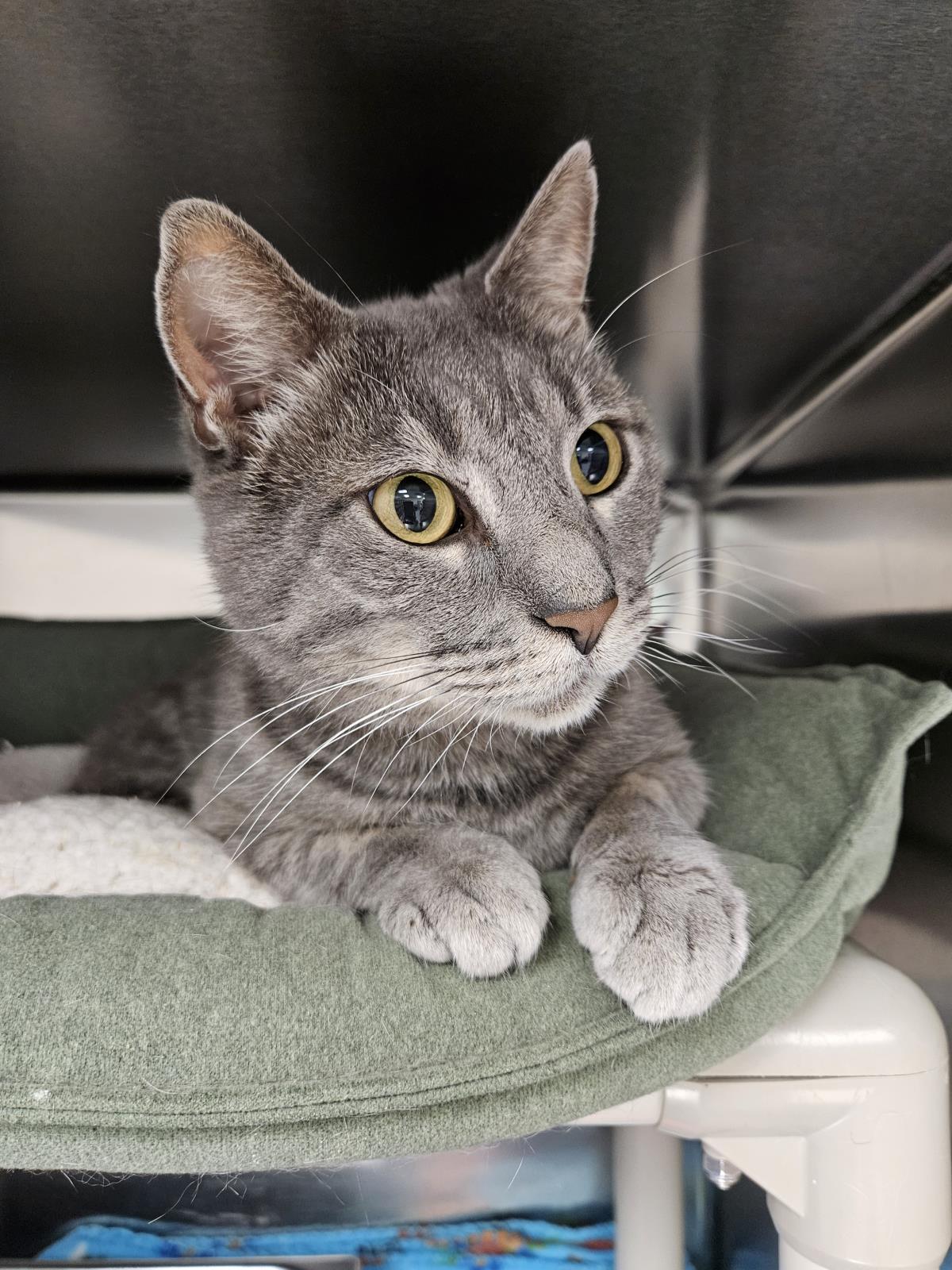 adoptable Cat in Front Royal, VA named Sokka