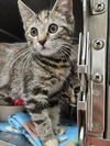 adoptable Cat in , VA named Revenant