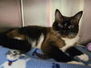 adoptable Cat in , VA named Sky