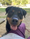 adoptable Dog in  named Leo