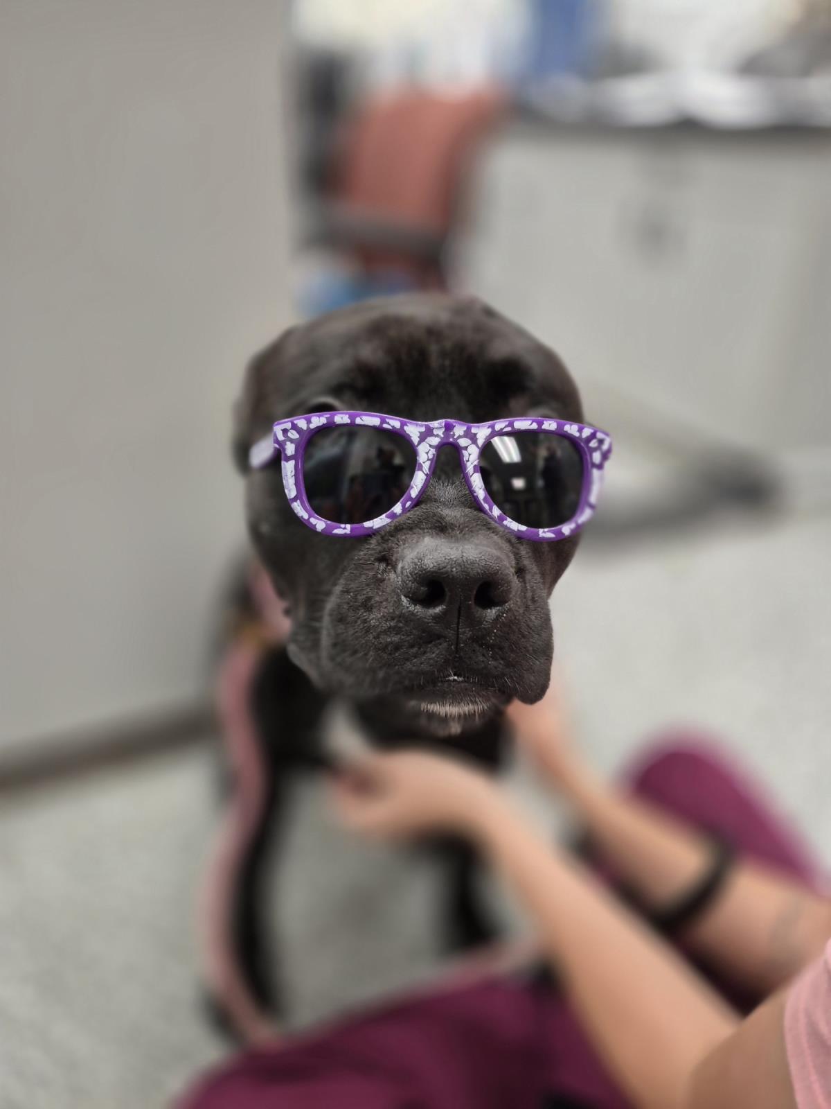 adoptable Dog in Front Royal, VA named Guppy