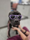 adoptable Dog in front royal, VA named Guppy