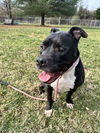adoptable Dog in  named Gilbert