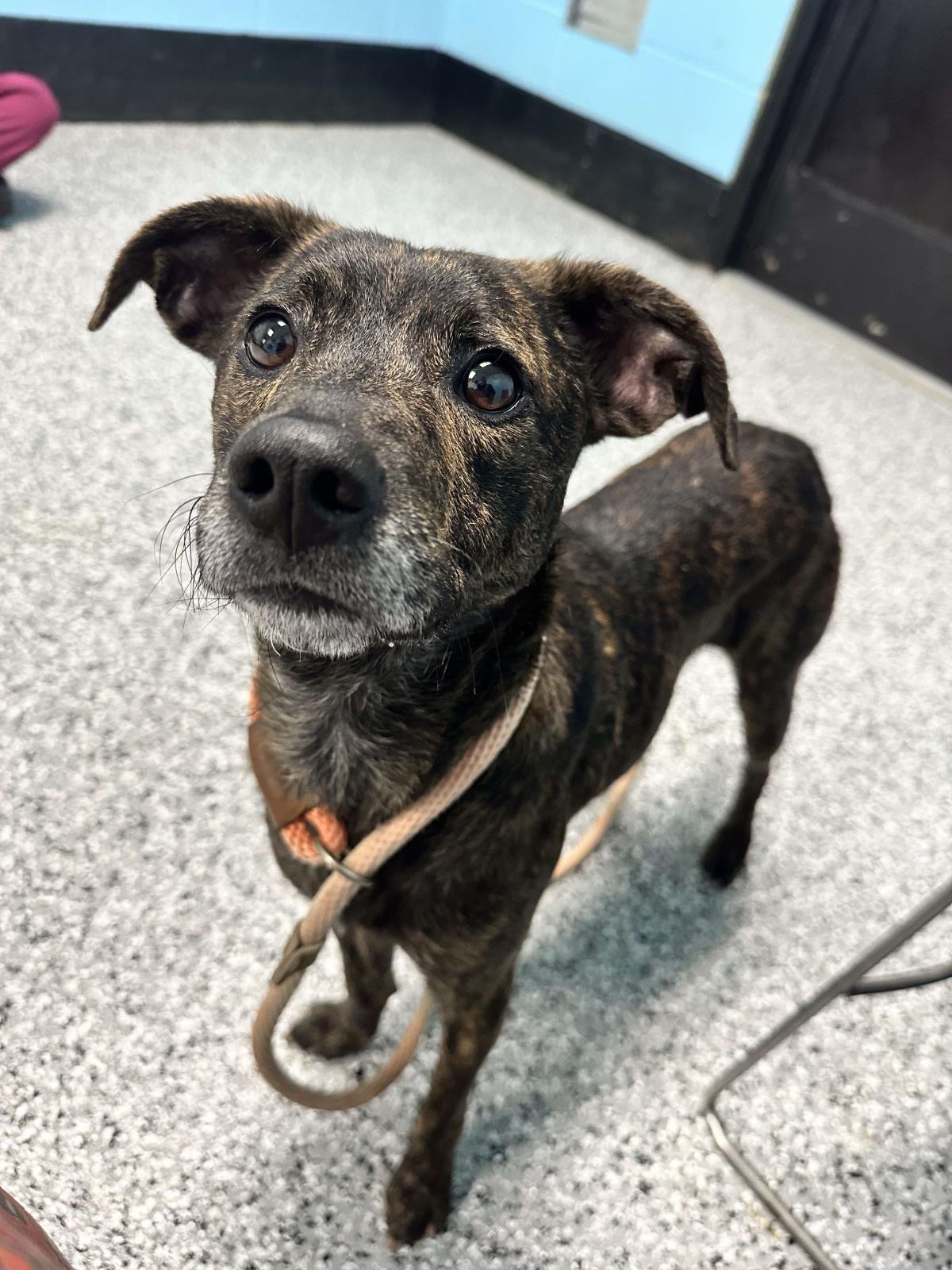 adoptable Dog in Front Royal, VA named Rookie