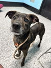 adoptable Dog in  named Rookie