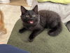 adoptable Cat in  named Kendall