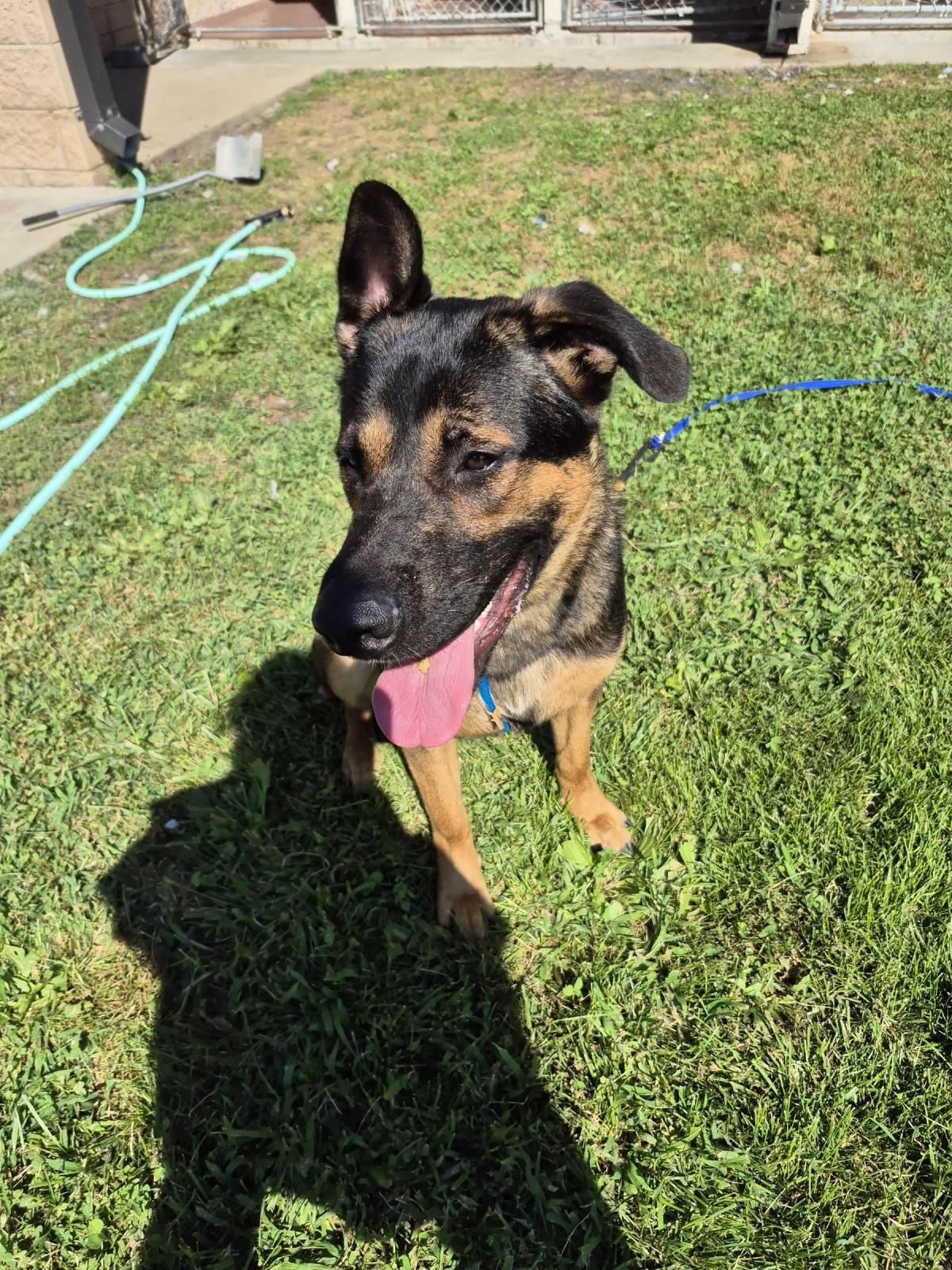 adoptable Dog in Front Royal, VA named Dallas