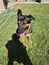 adoptable Dog in  named Dallas