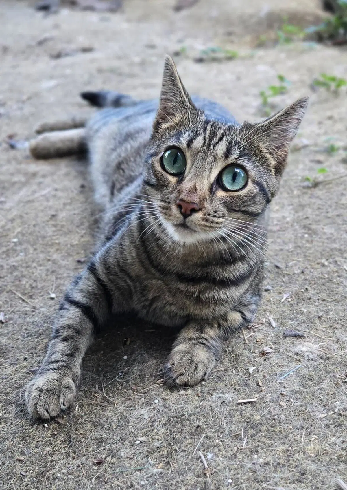 Caribou - Domestic Short Hair