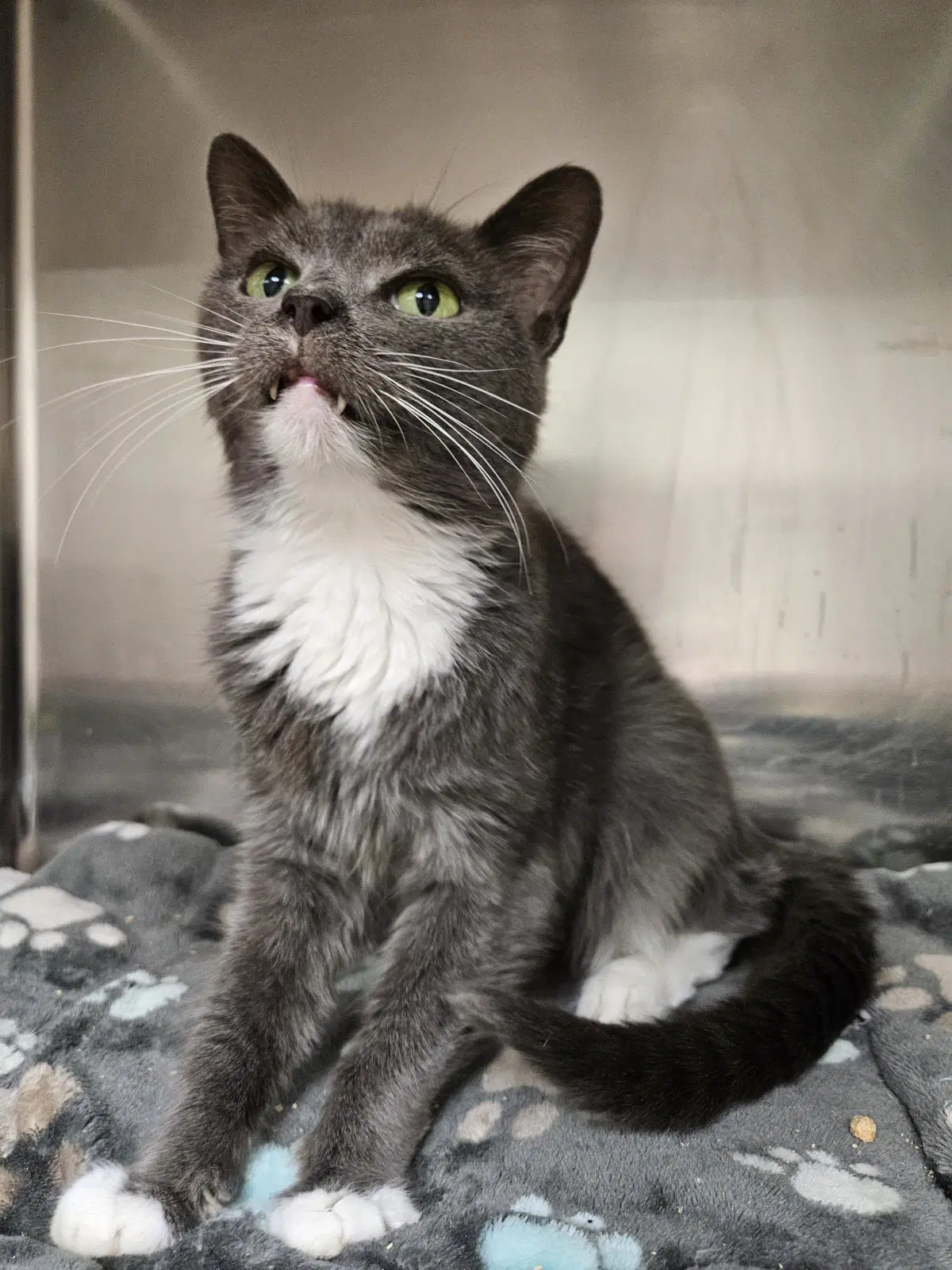 Saoirse - Domestic Short Hair