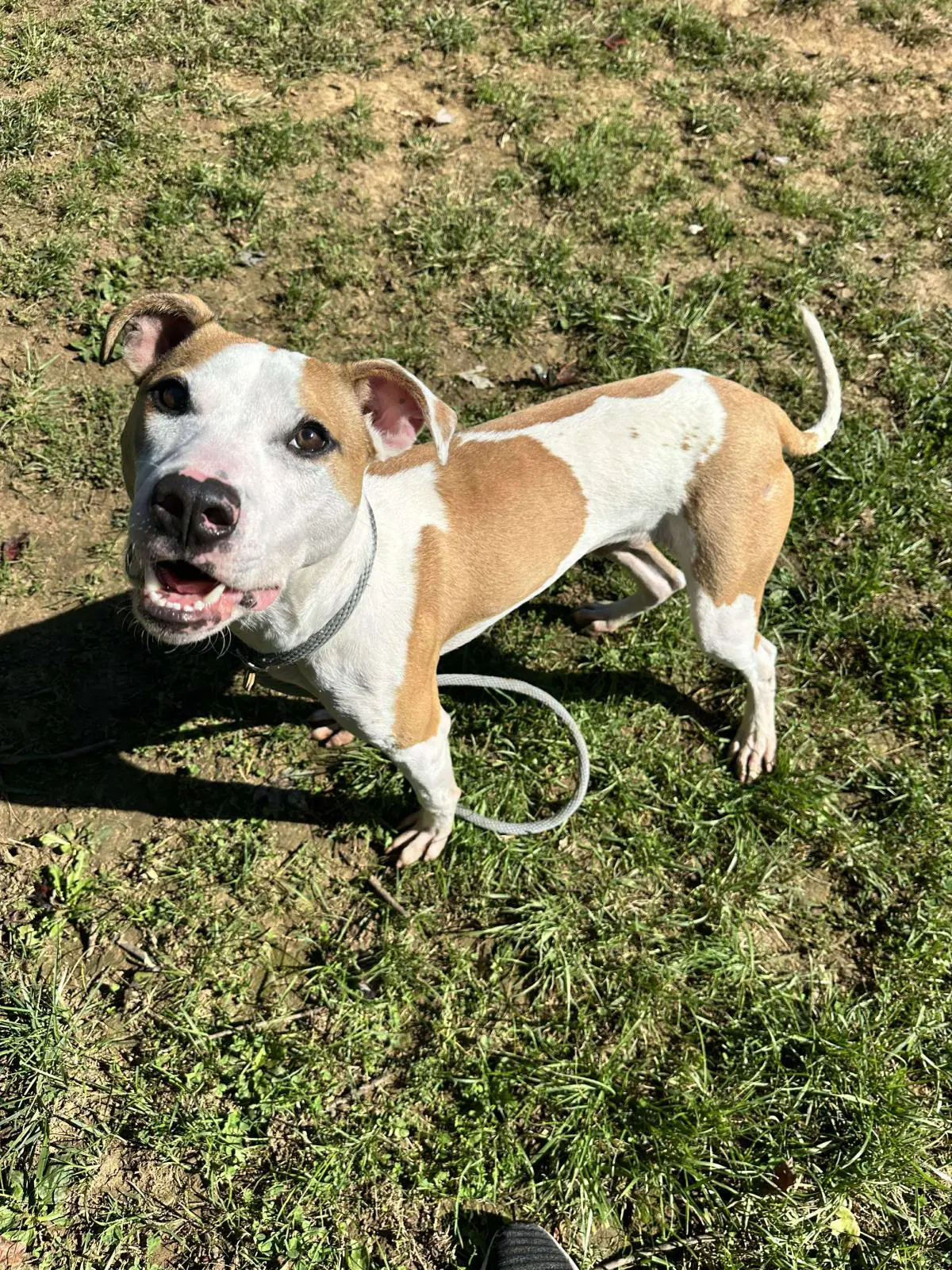 Cricket - American Staffordshire Terrier