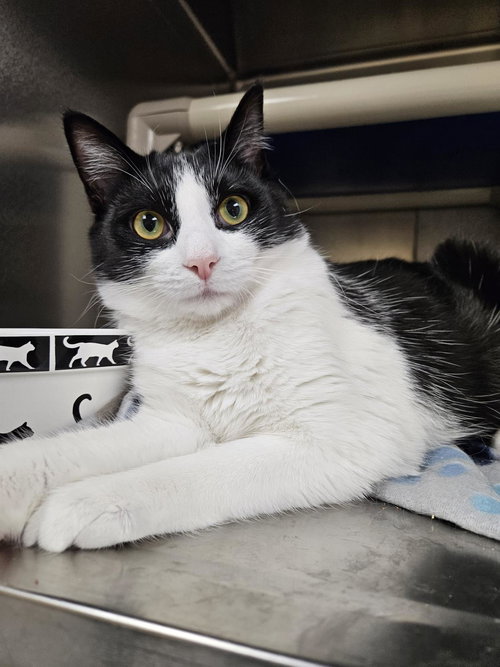 picture of the cat needing adoption