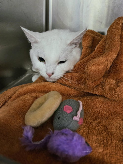 picture of the cat needing adoption