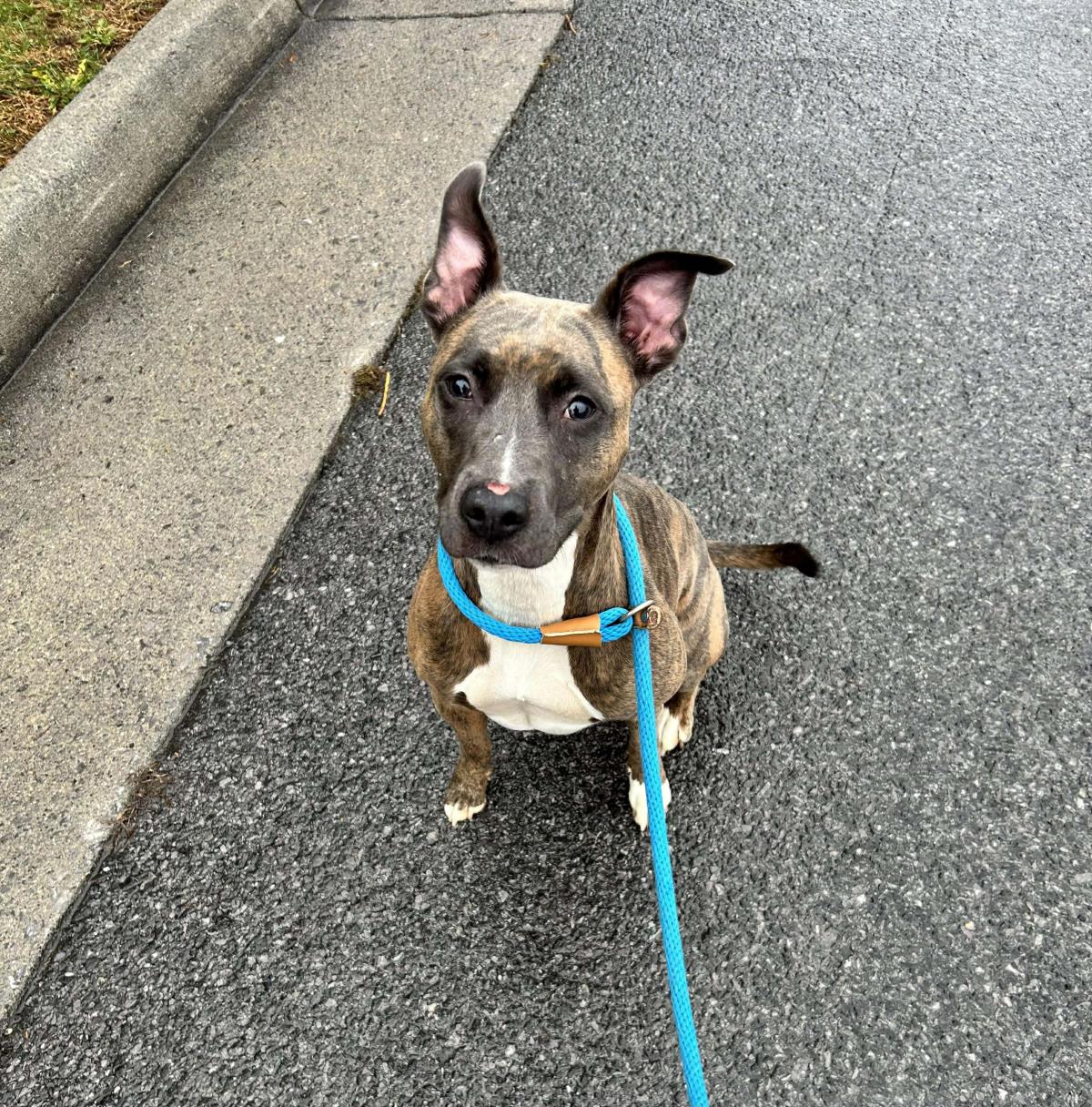 Harper