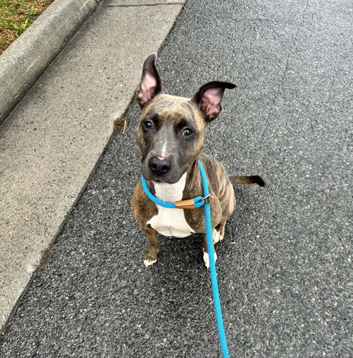 picture of the dog needing adoption