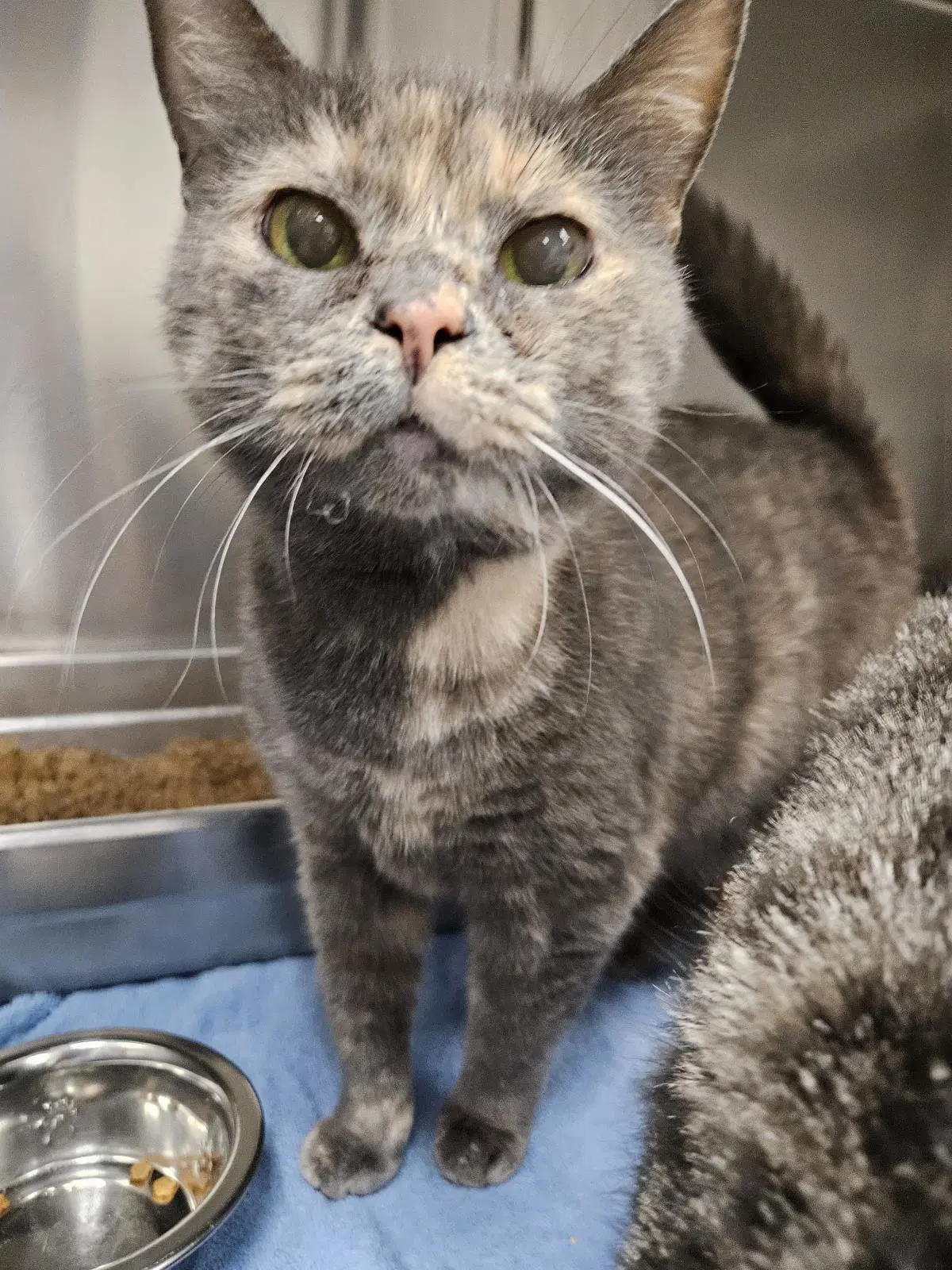 Ghost - Domestic Short Hair