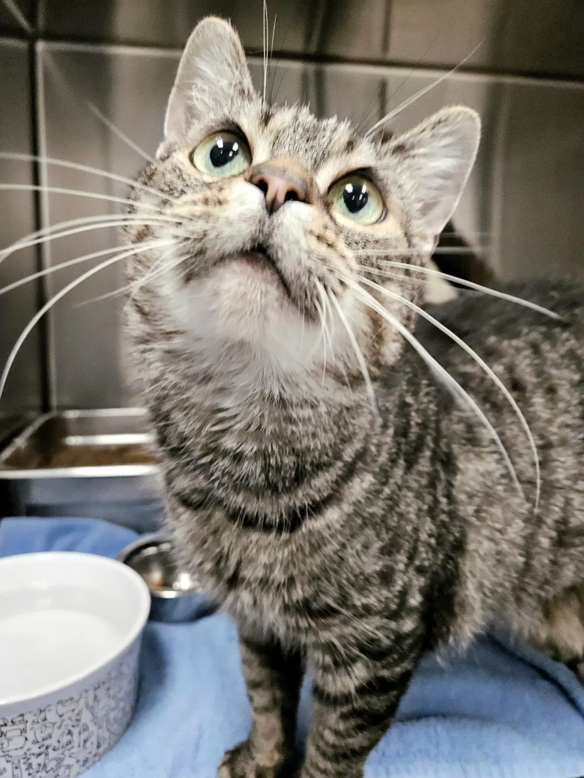 Piglet - Domestic Short Hair