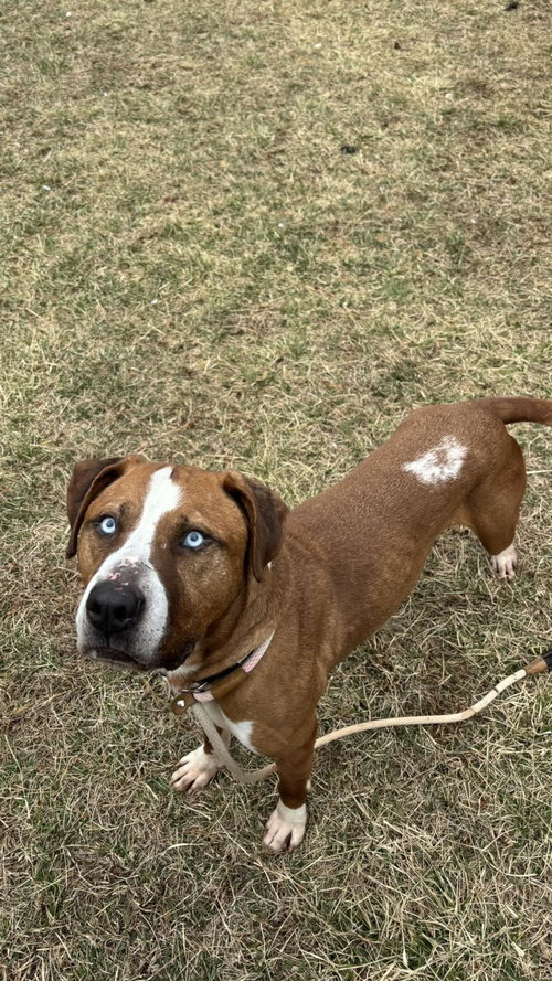 picture of the dog needing adoption