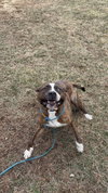Caspian - Photo 2