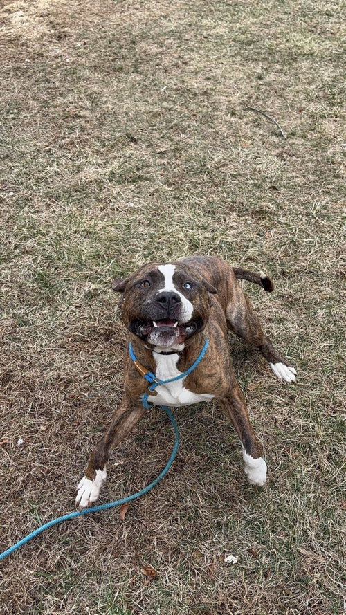 CASPIAN - American Staffordshire Terrier available for adoption