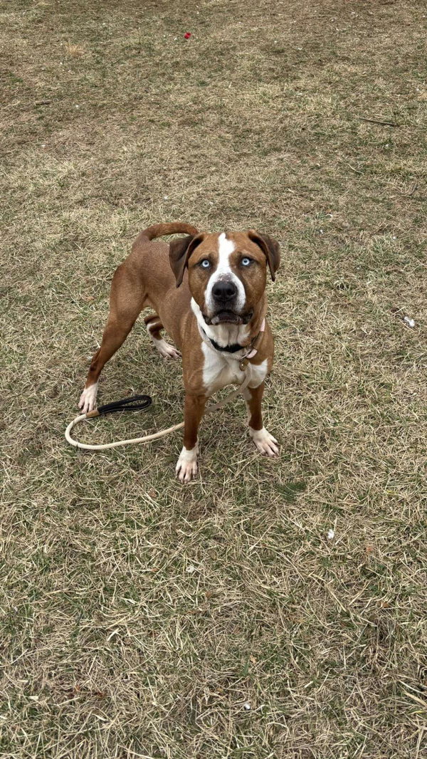 Caspian