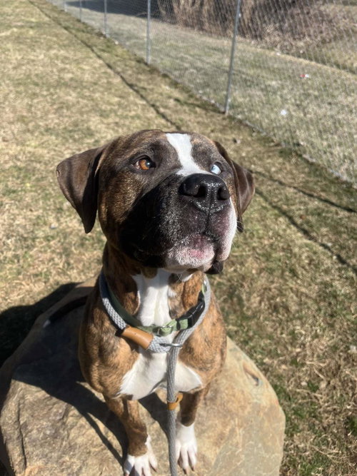 picture of the dog needing adoption