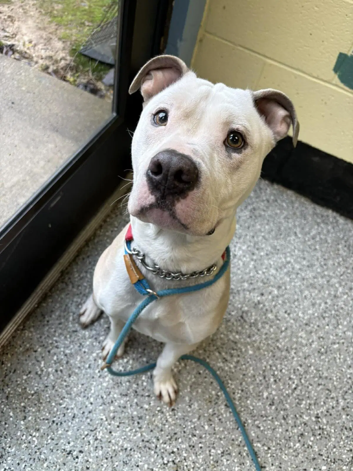 Carmella - American Staffordshire Terrier