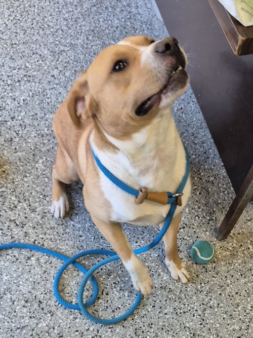 Butters, an adoptable American Staffordshire Terrier in Front Royal, VA