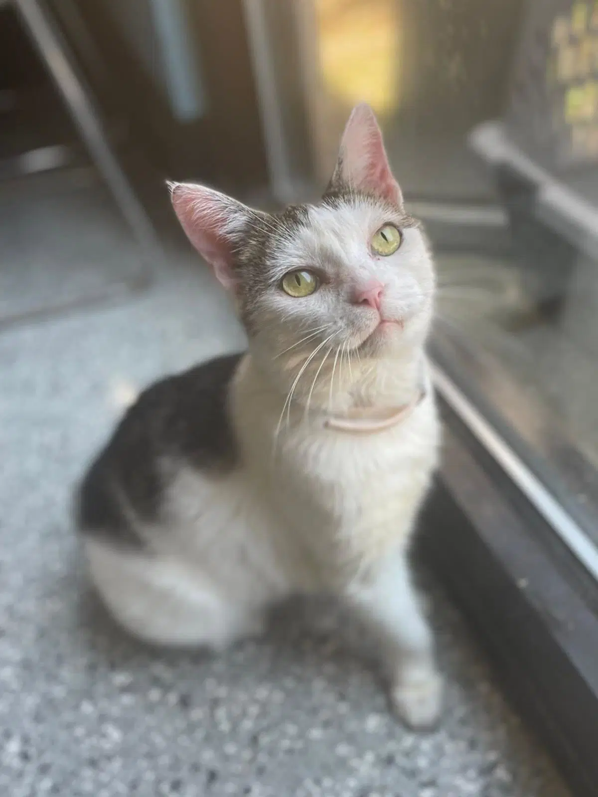 Gyoza - Domestic Short Hair