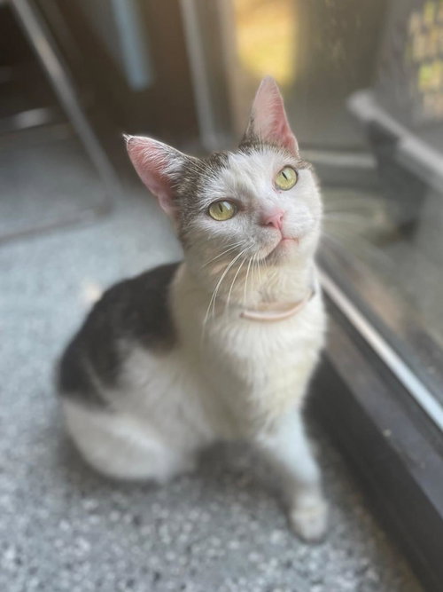 Gyoza, an adoptable Domestic Short Hair in Front Royal, VA